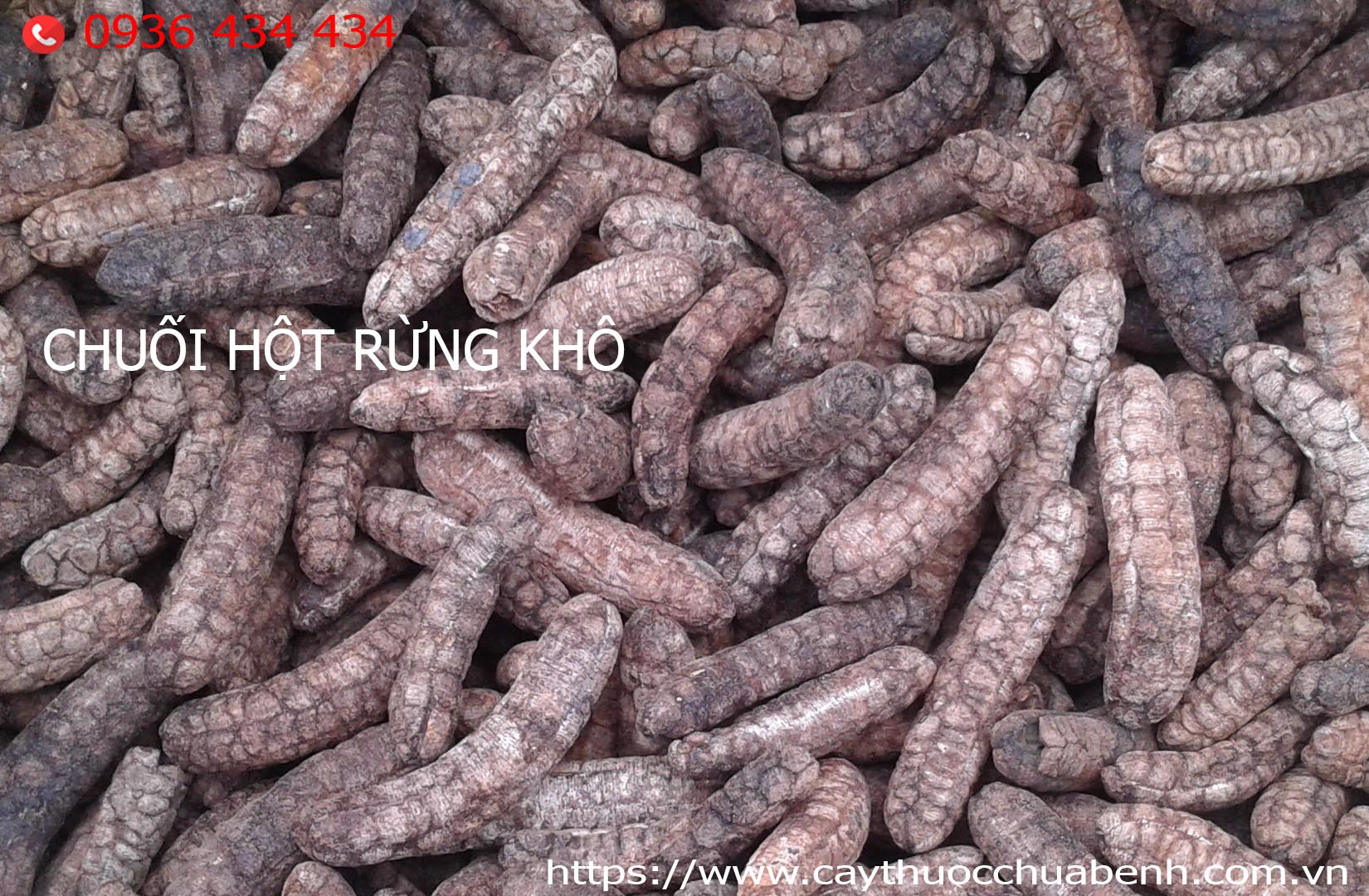 chuoi-hot-rung-kho-cty-duoc-lieu-hong-lan