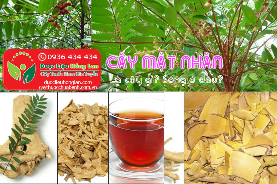 CAY-MAT-NHAN-LA-CAY-GI-SONG-O-DAU-CTY-DUOC-LIEU-HONG-LAN