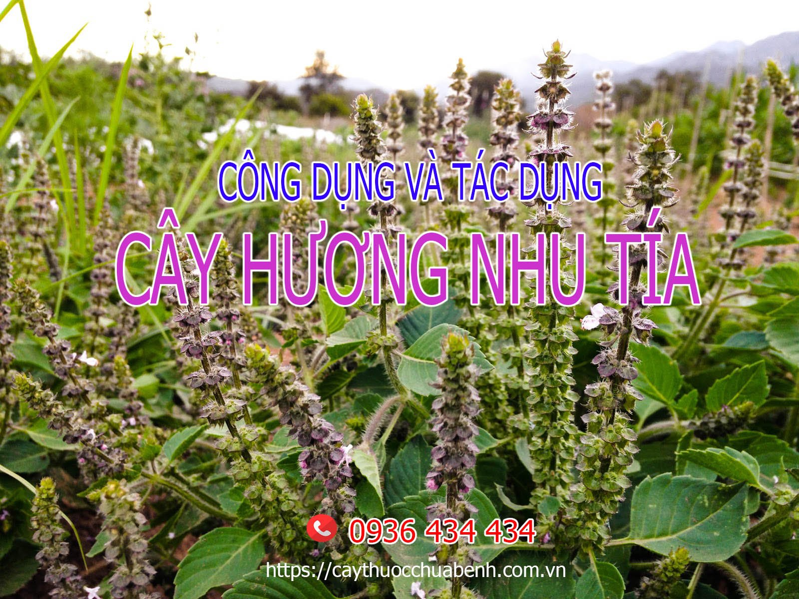 Mua bán Cây Hương Nhu Tía