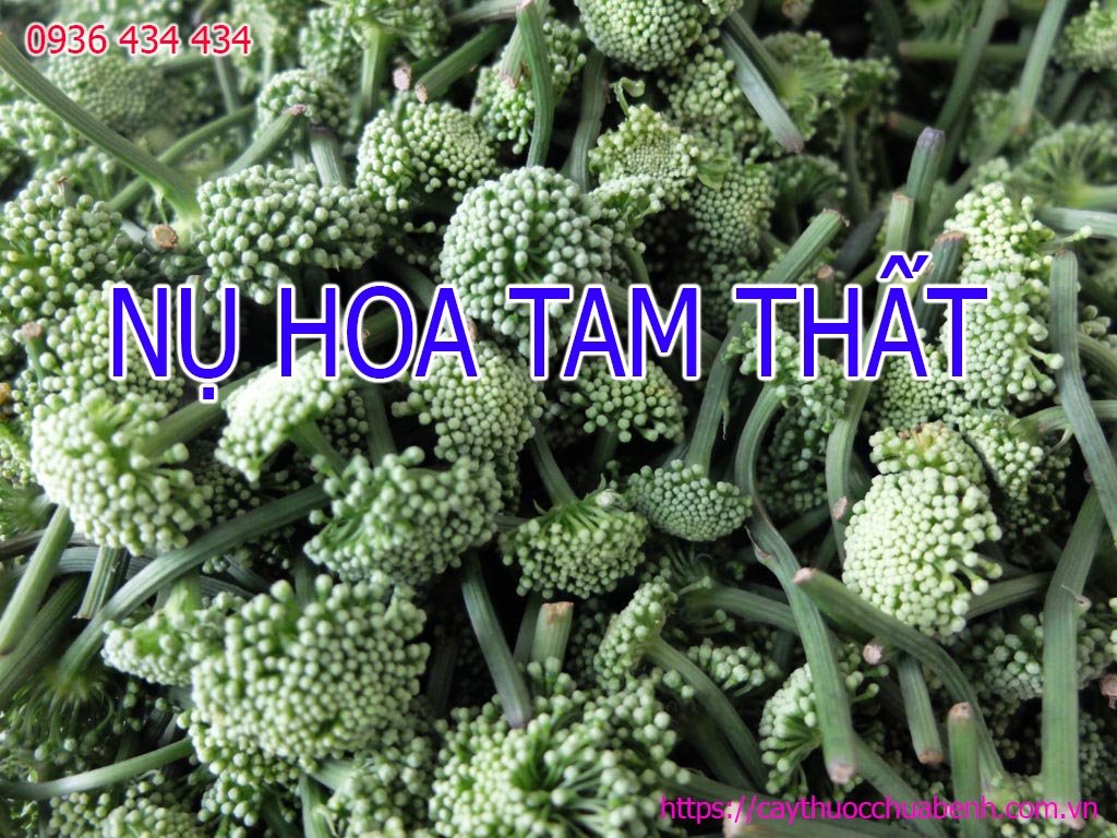 BÁN NỤ HOA TAM THẤT KHÔ