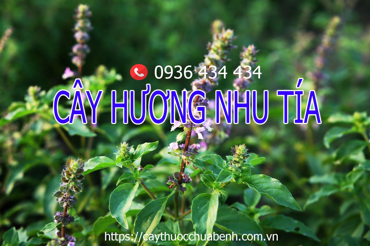 Cây Hương Nhu tía 