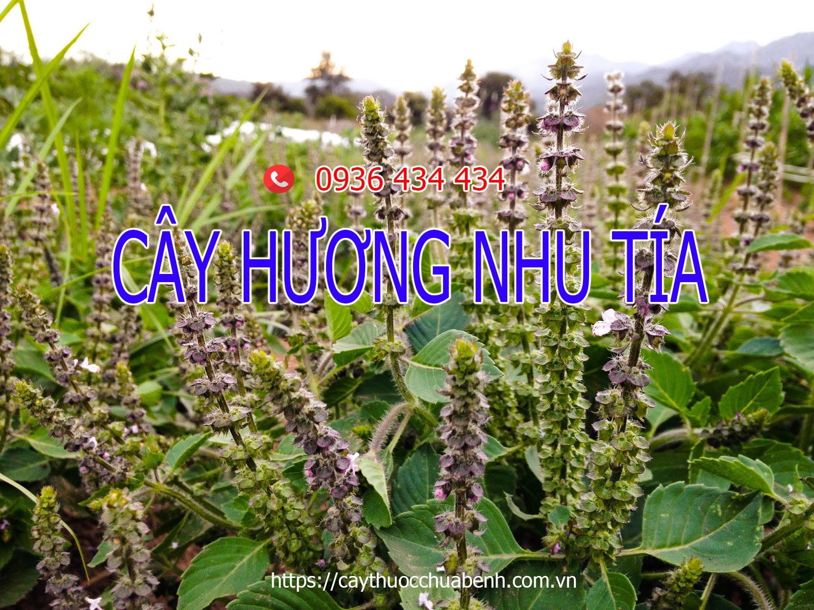 Cây Hương Nhu tía 