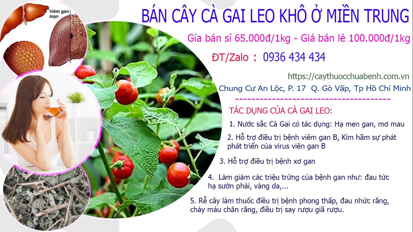 Mua bán Cây Cà Gai Leo khô ở Miền Trung giá từ 65k