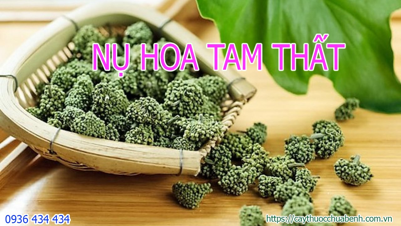 công dụng và tác dụng của Nụ Hoa Tam Thất