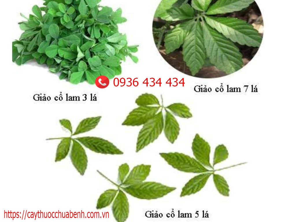 CÁC LOẠI CÂY GIẢO CỔ LAM