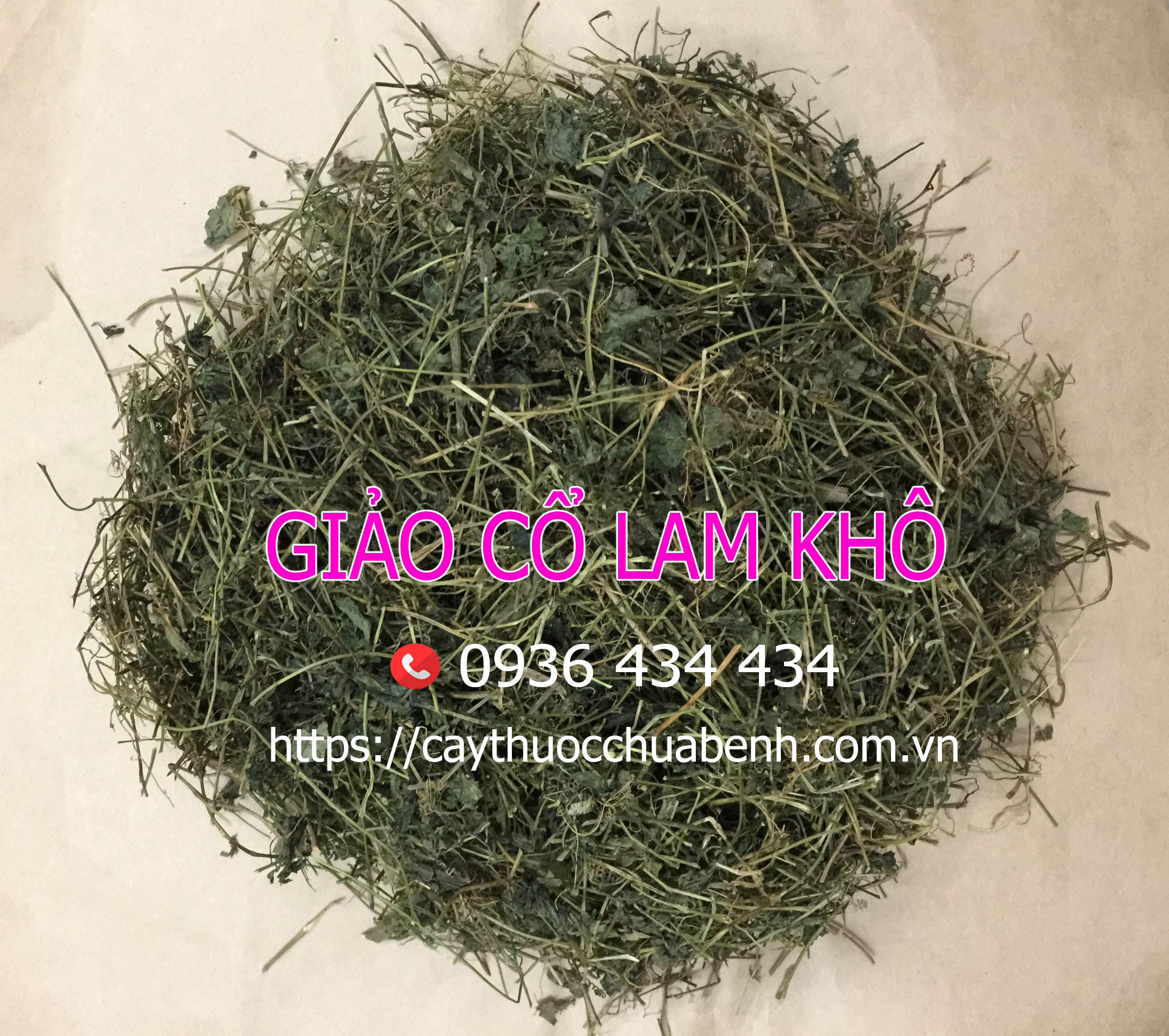 1 CÂY GIẢO CỔ LAM KHÔ