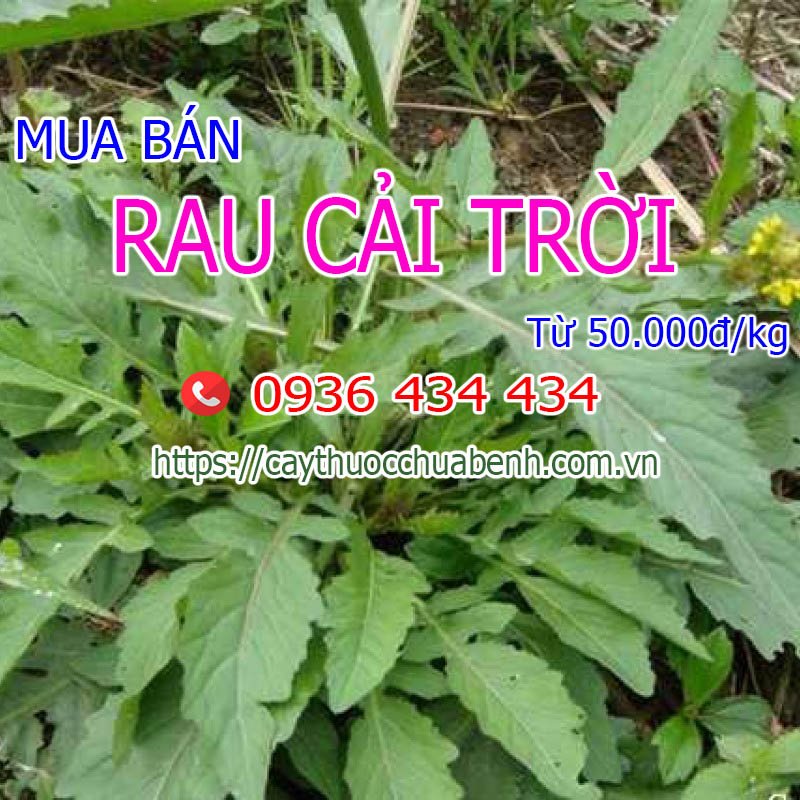 Mua bán Cây Rau Cải Trời