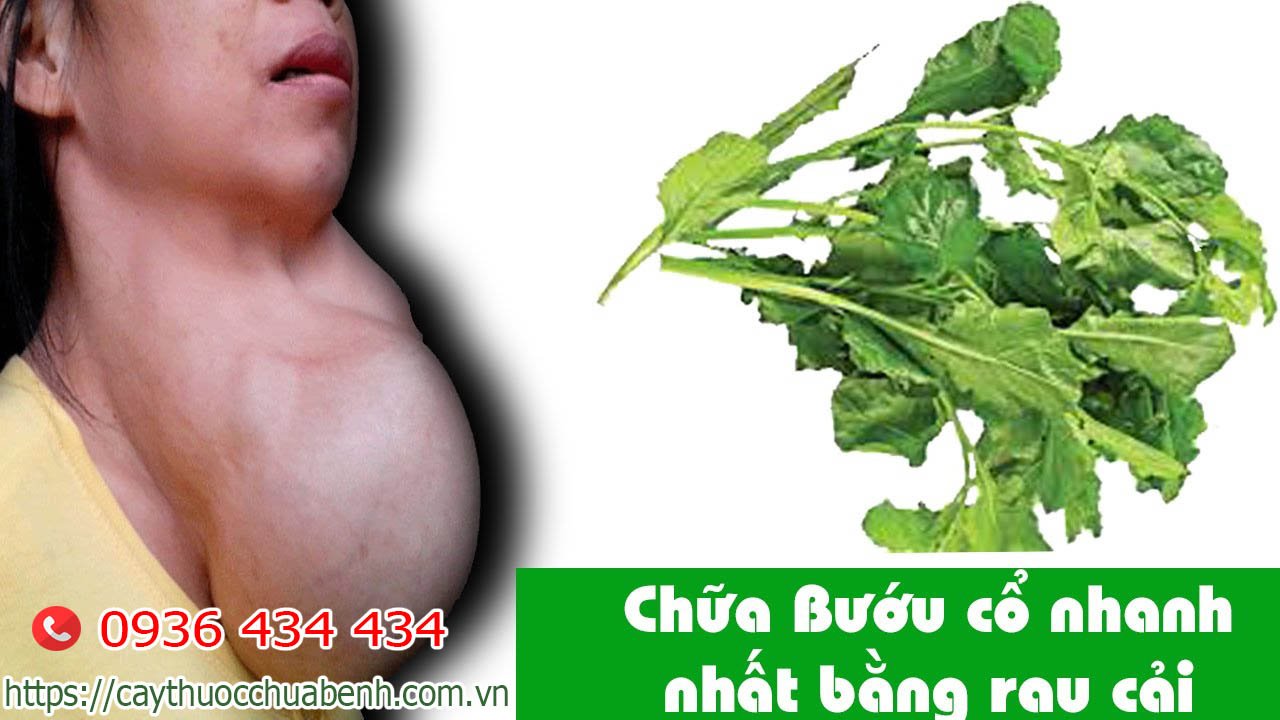 Cây Cải Trời chữa bệnh gì?