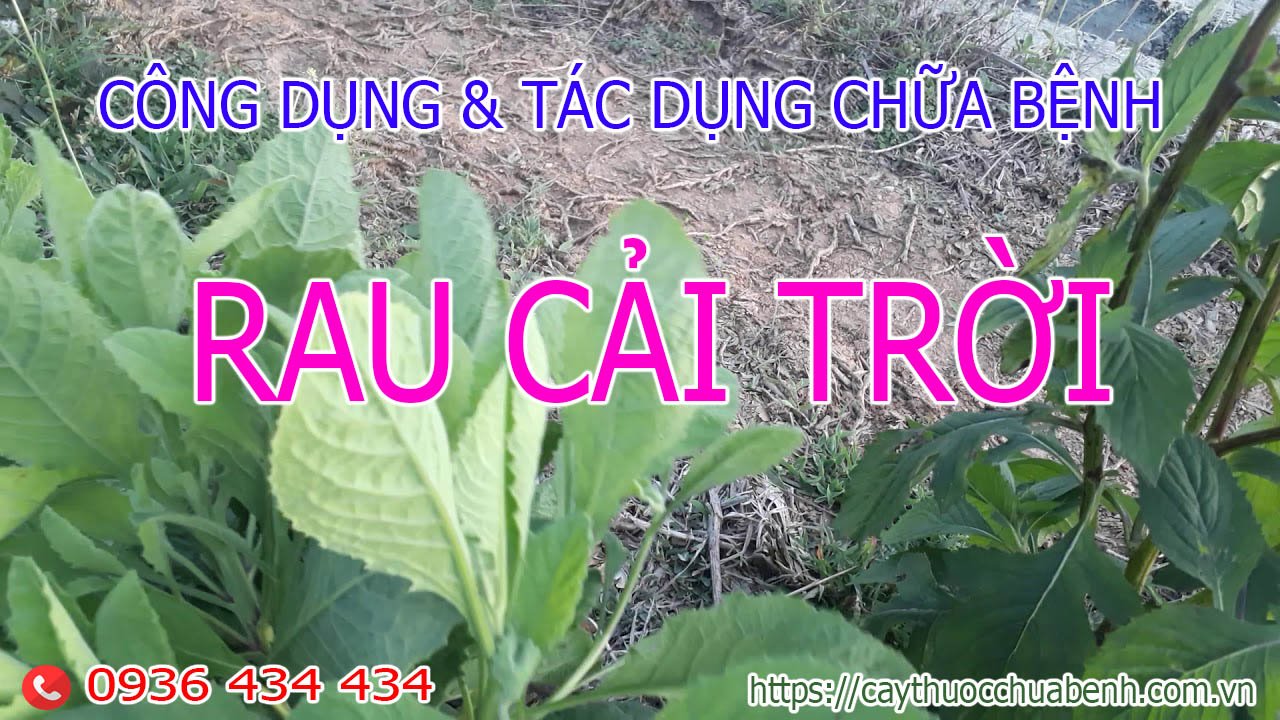 Công dụng và tác dụng chữa bệnh của Cây Cải Trời