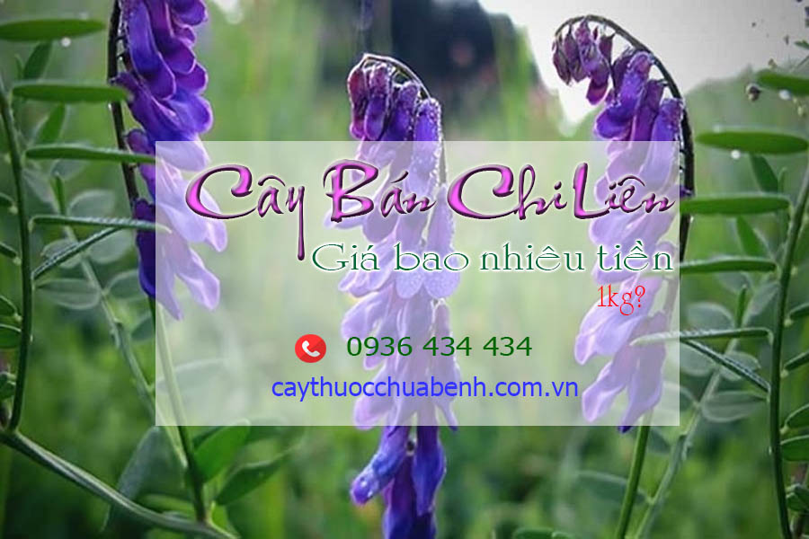 CAY BAN CHI LIEN BAO NHIEU TIEN 1KG