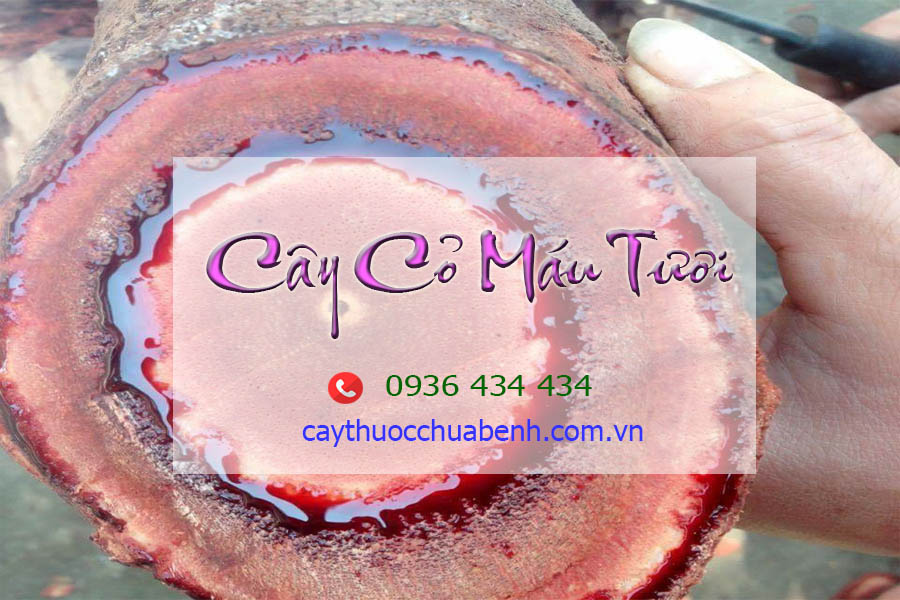 CAY CO MAU TUOI