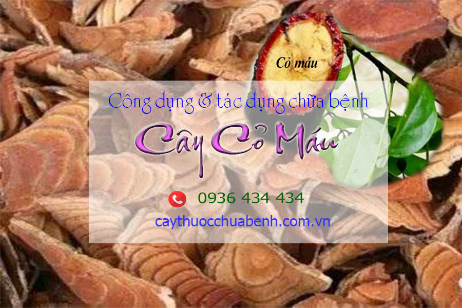 CONG DUNG VA TAC DUNG CUA CAY CO MAU