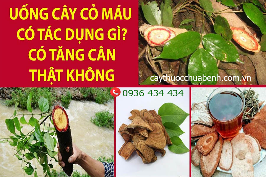 TAC DUNG CHUA BENH CUA CAY CO MAU