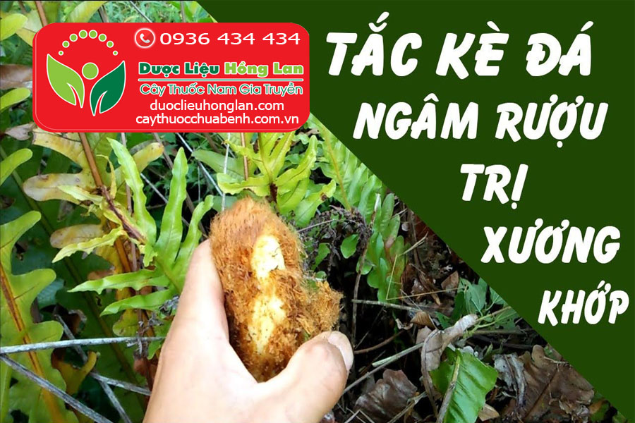 TAC_KE_DA_COT_TOAI_BO_DUOC_LIEU_HONG_LAN