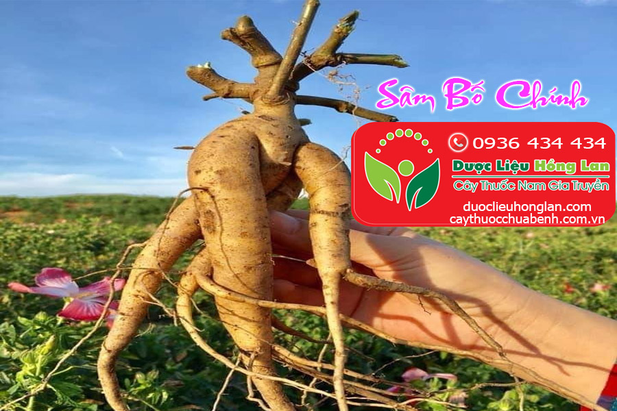 CONG_DUNG_TAC_DUNG_CACH_DUNG_SAM_BO_CHINH_DUOC_LIEU_HONG_LAN