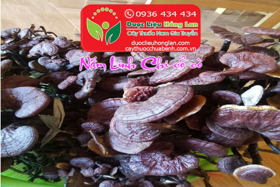 MUA_BAN_NAM_LINH_CHI_CO_CO_DUOC_LIEU_HONG_LAN
