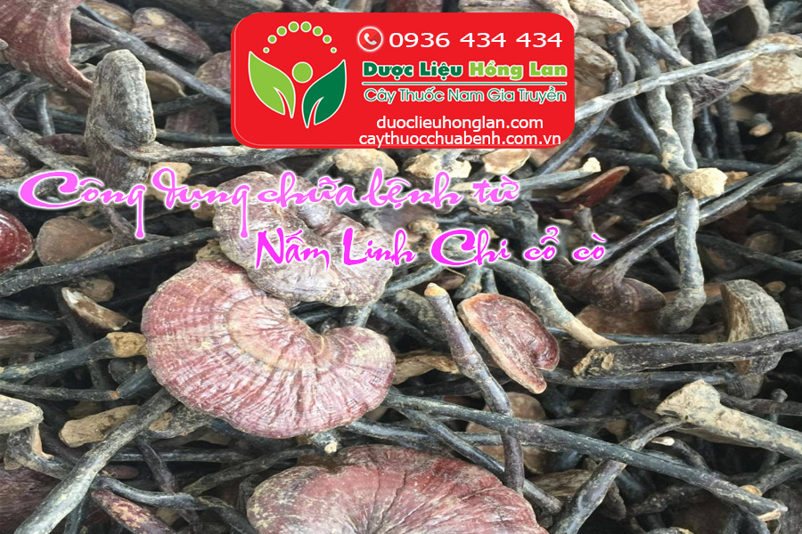 NAM_LINH_CHI_CO_CO_CHUA_BENH_GI_DUOC_LIEU_HONG_LAN