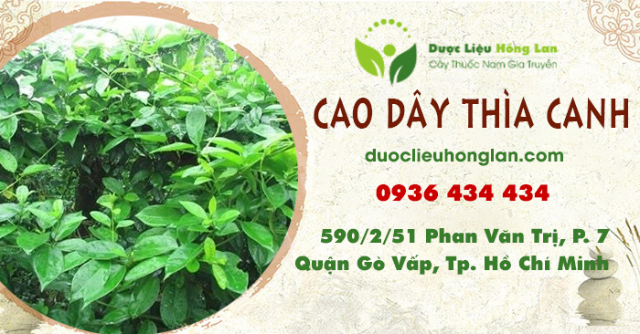 cao-thuoc_cay_day_thia_canh_duoclieuhonglan