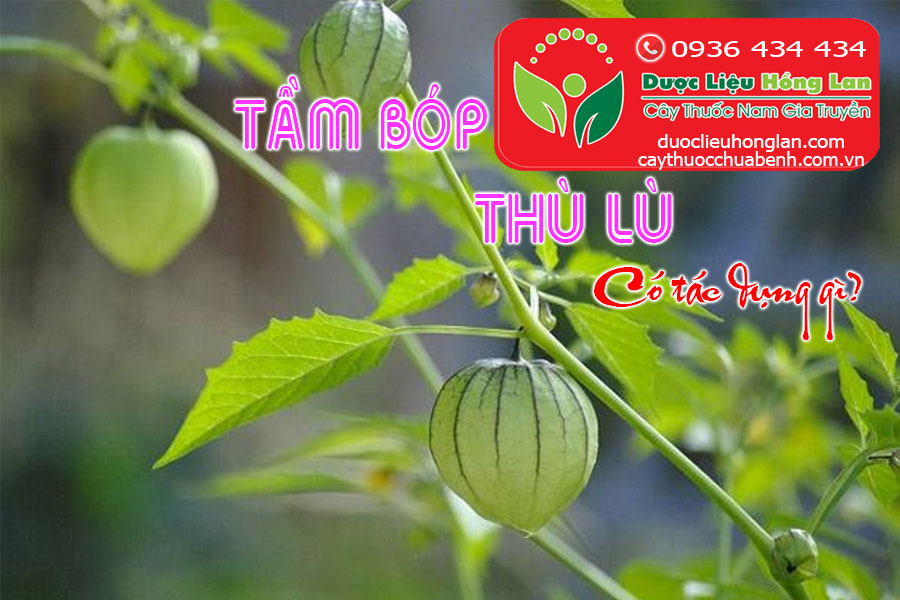 CAY-TAM-BOP-THU-LU-CO-TAC-DUNG-GI-CTY-DUOC-LIEU-HONG-LAN