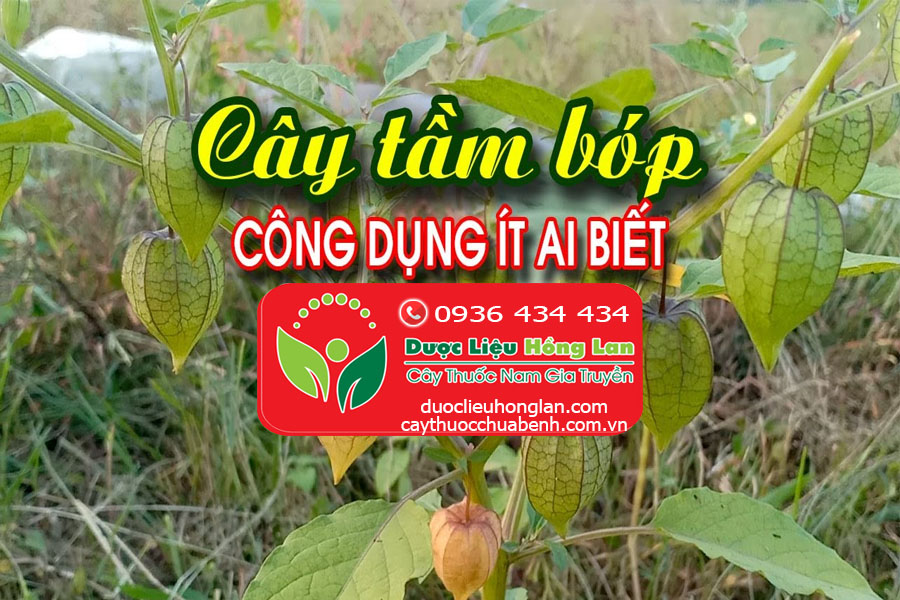 CONG-DUNG-CACH-DUNG-CAY-TAM-BOP-THU-LU-CTY-DUOC-LIEU-HONG-LAN