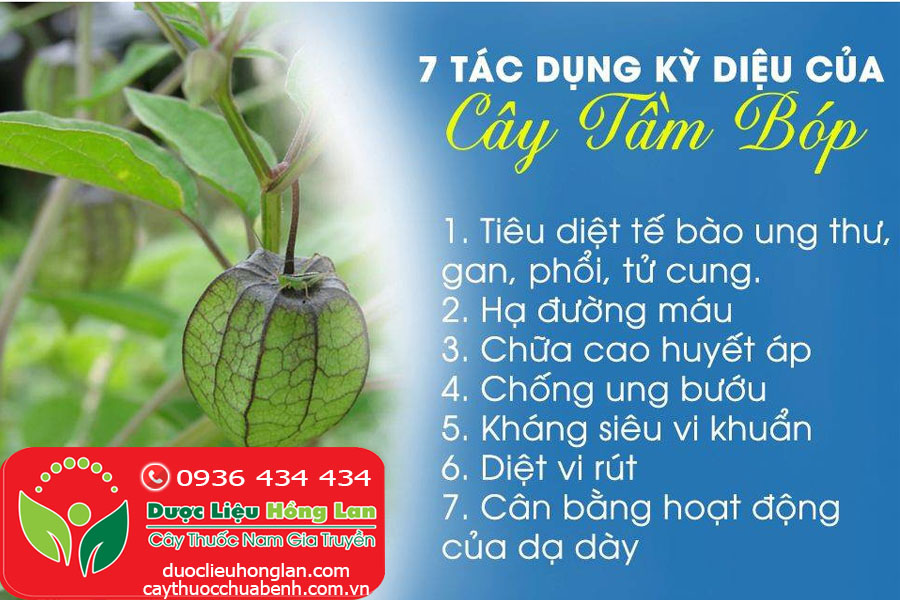 CONG-DUNG-TAC-DUNG-CHUA-BENH-CUA-CAY-TAM-BOP-THU-LU-CTY-DUOC-LIEU-HONG-LAN