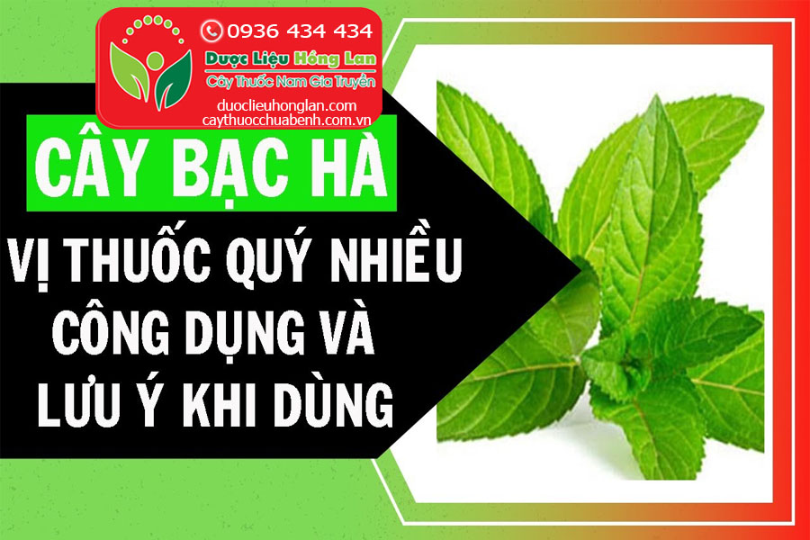 CONG-DUNG-VA-CACH-DUNG-CAY-BAC-HA-CTY-DUOC-LIEU-HONG-LAN