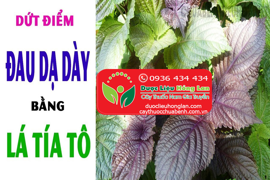 LA-TIA-TO-CHUA-BENH-DAU-DA-DAY-CTY-DUOC-LIEU-HONG-LAN