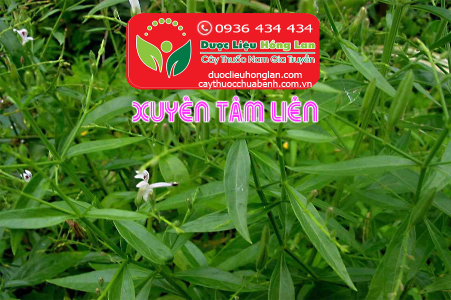 MUA-BAN-SI-LE-XUYEN-TAM-LIEN-CTY-DUOC-LIEU-HONG-LAN