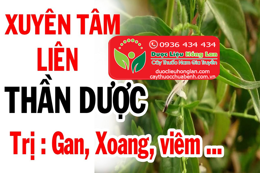 XUYEN-TAM-LIEN-TRI-BENH-GAN-XOANG-VIEM-CTY-DUOC-LIEU-HONG-LAN