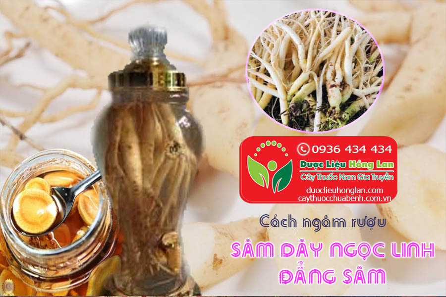 CACH-NGAM-RUOU-SAM-DAY-NGOC-LINH-DANG-SAM-CTY-DUOC-LIEU-HONG-LAN