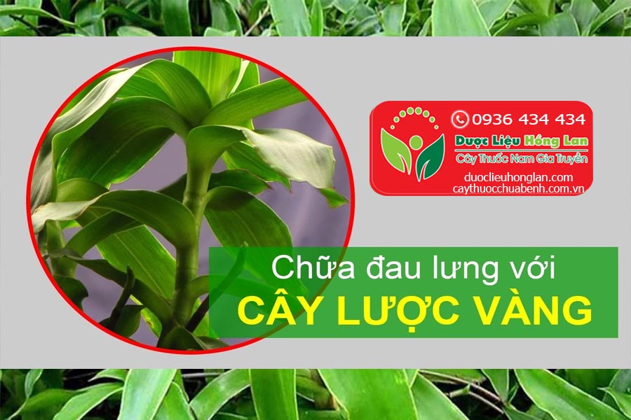 CAY-LUOC-VANG-CHUA-BENH-DAU-LUNG-CTY-DUOC-LIEU-HONG-LAN