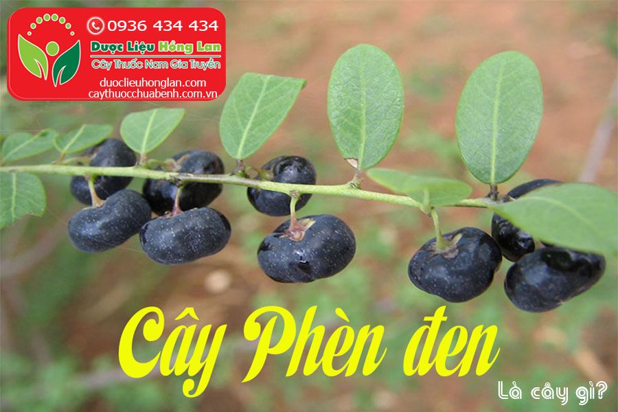 CAY-PHEN-DEN-LA-CAY-GI-CTY-DUOC-LIEU-HONG-LAN