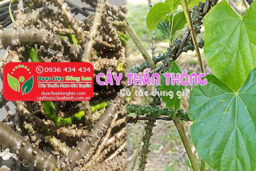 CAY-THAN-THONG-CO-TAC-DUNG-GI-CTY-DUOC-LIEU-HONG-LAN