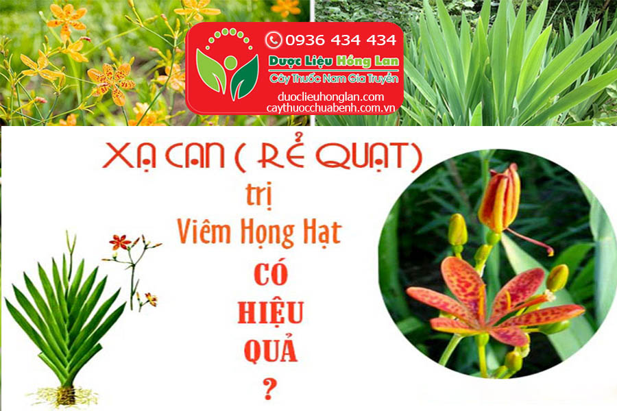 CAY-XA-CAN-RE-QUAT-CHUA-BENH-VIEM-HONG-CTY-DUOC-LIEU-HONG-LAN