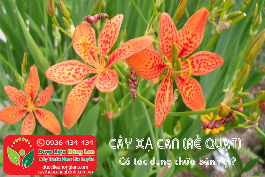 CAY-XA-CAN-RE-QUAT-CO-TAC-DUNG-CHUA-BENH-GI-CTY-DUOC-LIEU-HONG-LAN