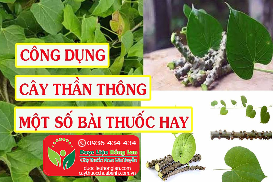 CONG-DUNG-BAI-THUOC-CHUA-BENH-TU-CAY-THAN-THONG-CTY-DUOC-LIEU-HONG-LAN