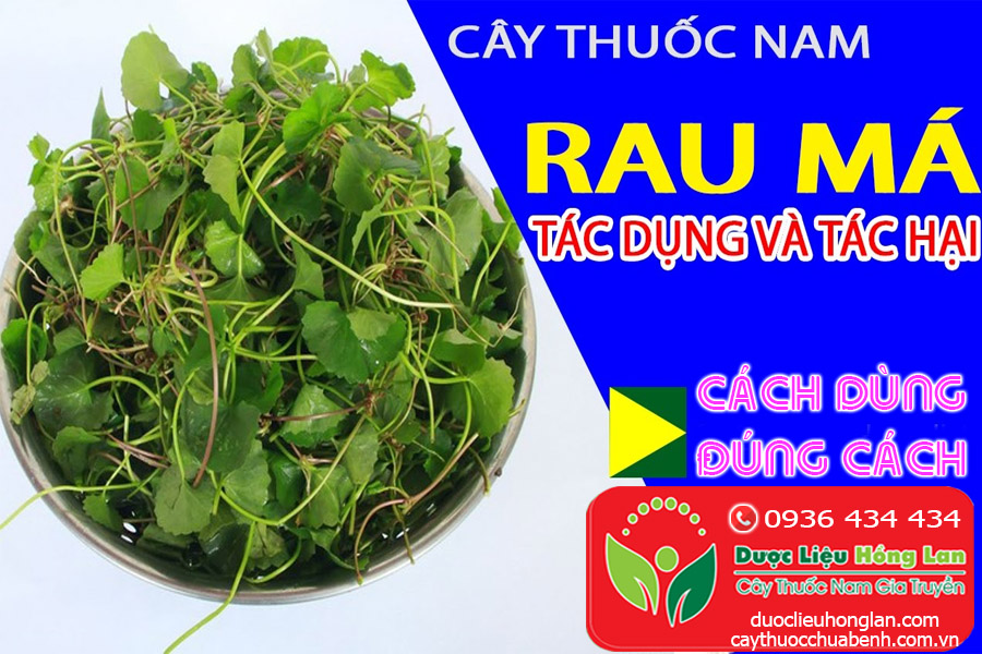 CONG-DUNG-CACH-DUNG-CAY-RAU-MA-CTY-DUOC-LIEU-HONG-LAN