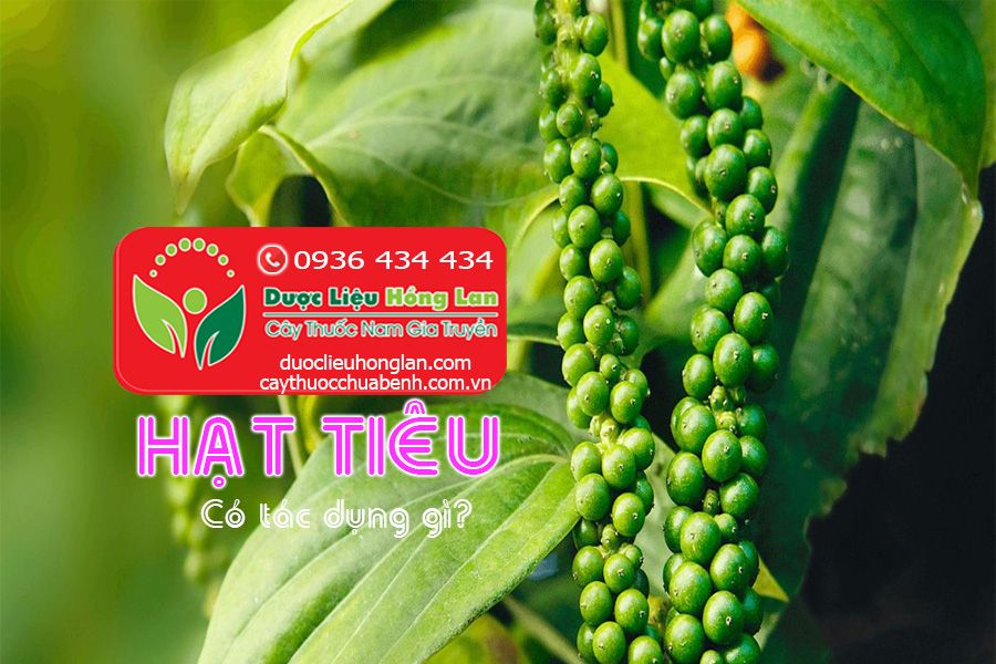 HAT-TIEU-CO-TAC-DUNG-GI-CTY-DUOC-LIEU-HONG-LAN