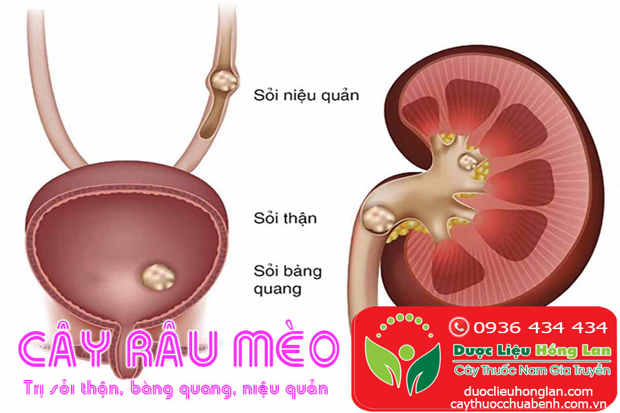 RAU-MEO-MUA-O-DAU-CTY-DUOC-LIEU-HONG-LAN