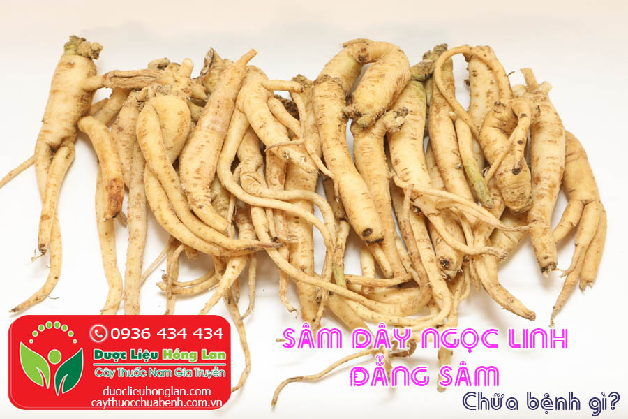 SAM-DAY-NGOC-LINH-DANG-SAM-CHUA-BENH-GI-CTY-DUOC-LIEU-HONG-LAN