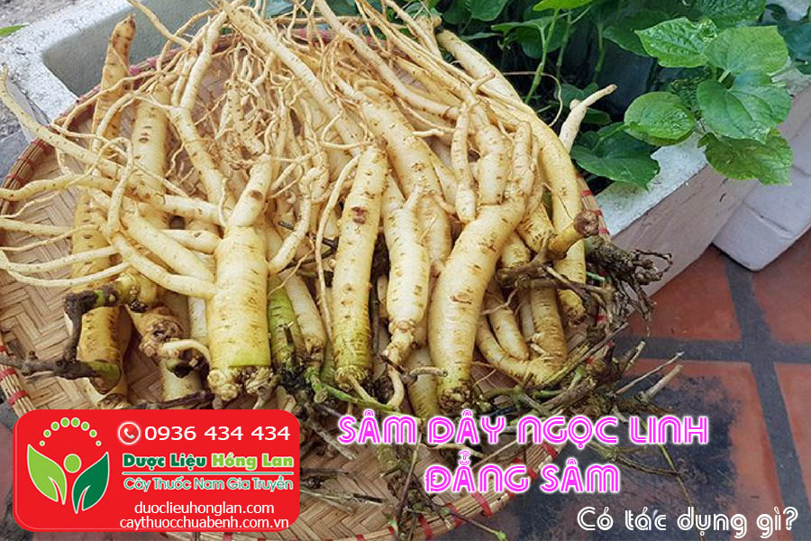 SAM-DAY-NGOC-LINH-DANG-SAM-CO-TAC-DUNG-GI-CTY-DUOC-LIEU-HONG-LAN