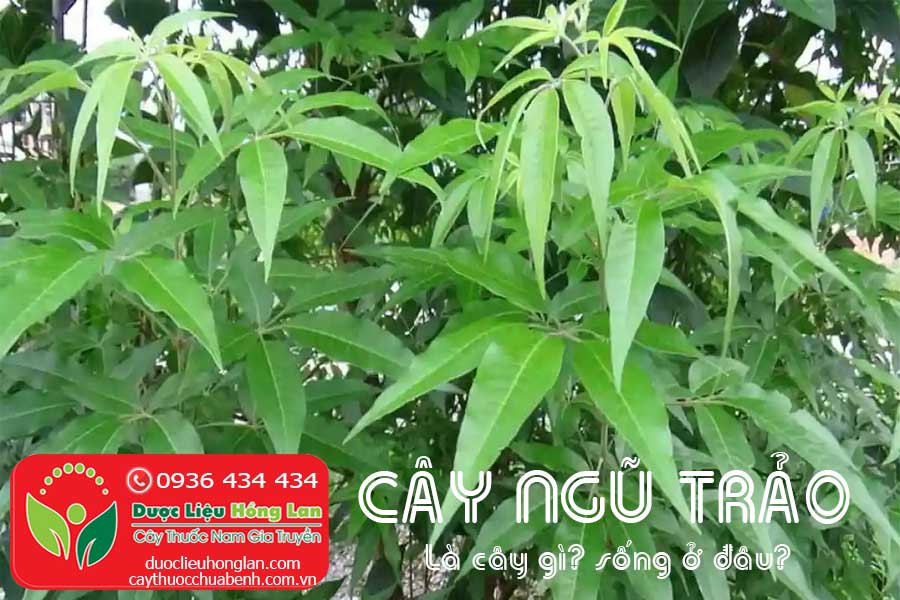 CAY-NGU-TRAO-LA-CAY-GI-SONG-O-DAU-CTY-DUOC-LIEU-HONG-LAN