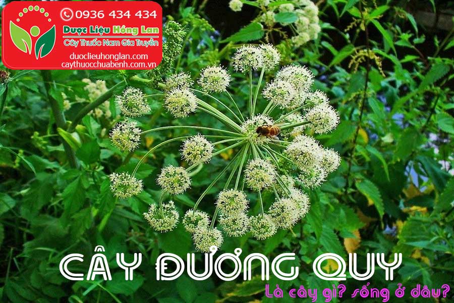 CAY-SAM-DUONG-QUY-LA-CAY-GI-SONG-O-DAU-CTY-DUOC-LIEU-HONG-LAN