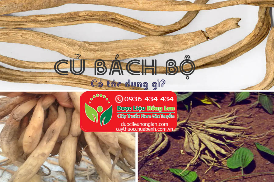 CU-BACH-BO-CU-30-CO-TAC-DUNG-GI-CTY-DUOC-LIEU-HONG-LAN