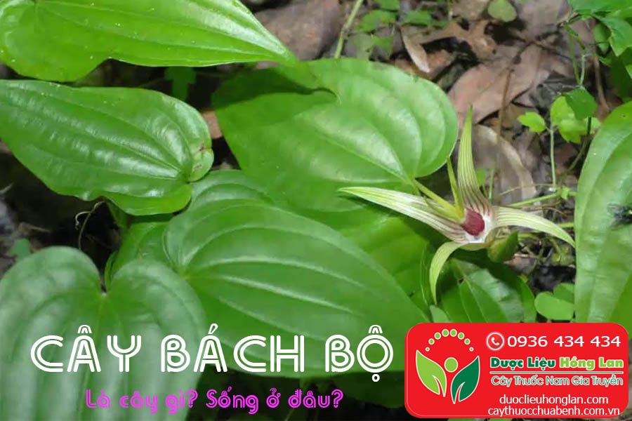 CU-BACH-BO-CU-30-LA-CU-GI-SONG-O-DAU-CTY-DUOC-LIEU-HONG-LAN