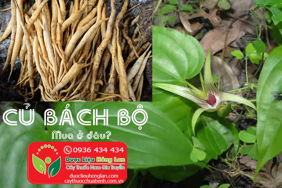 CU-BACH-BO-CU-30-MUA-O-DAU-CTY-DUOC-LIEU-HONG-LAN