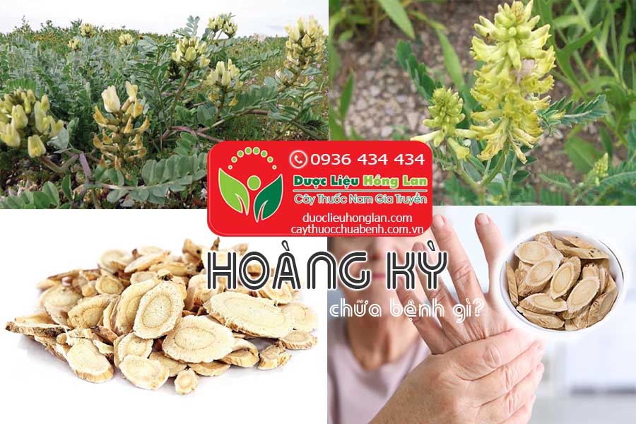 HOANG-KY-CHUA-BENH-GI-CTY-DUOC-LIEU-HONG-LAN