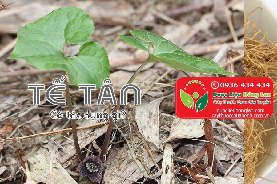 VI-THUOC-TE-TAN-CO-TAC-DUNG-GI-CTY-DUOC-LIEU-HONG-LAN