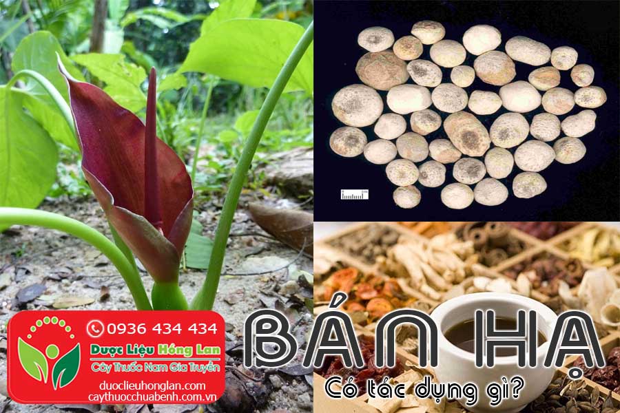 BAN-HA-CO-TAC-DUNG-GI-CTY-DUOC-LIEU-HONG-LAN