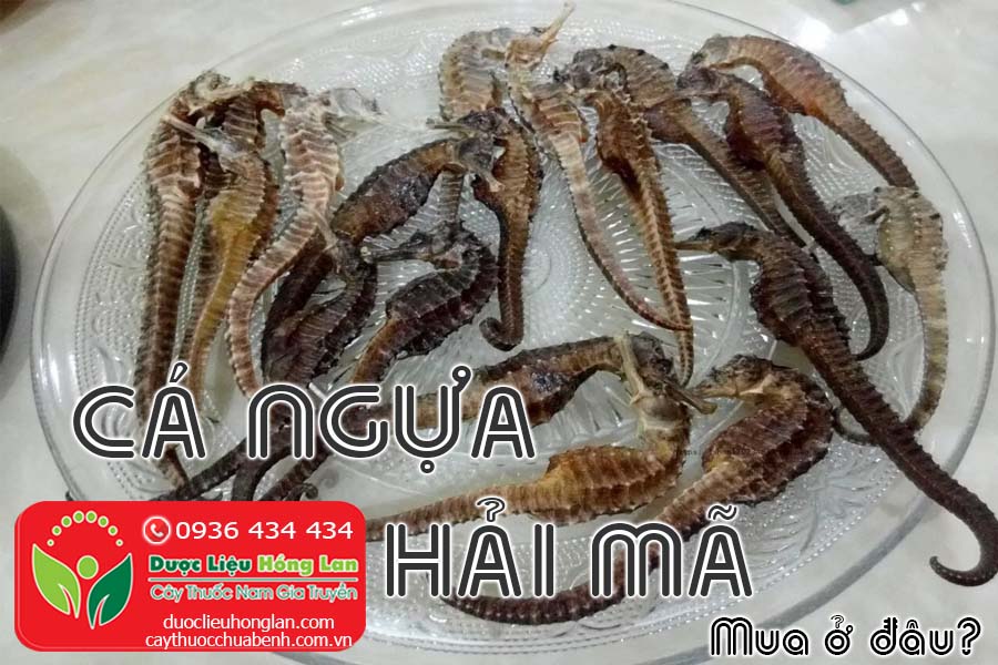 CA-NGUA-HAI-MA-MUA-O-DAU-TPHCM-HA-NOI-CTY-DUOC-LIEU-HONG-LAN